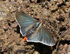 Elbella scylla