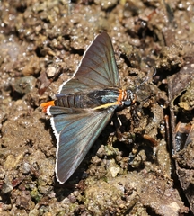 Elbella scylla