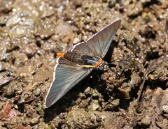 Elbella scylla