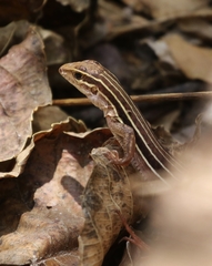 Aspidoscelis communis