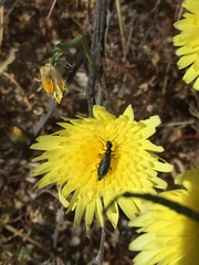 Eupompha elegans