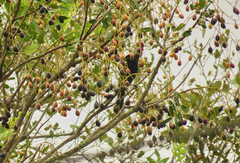 Cyanocorax melanocyaneus