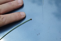 Eleocharis ovata