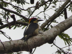 Melanerpes pulcher