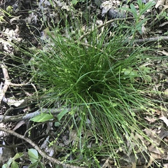 Carex seorsa