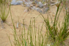Eleocharis ovata