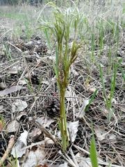 Peucedanum morisonii