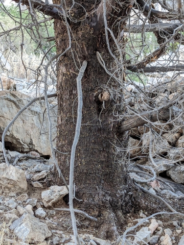 Image of Hesperocyparis glabra by (c) Logan J.L. Bradley, some rights reserved (CC BY)