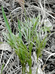 Peucedanum morisonii