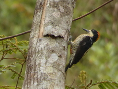 Melanerpes pulcher