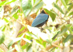 Cyanocorax melanocyaneus