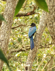 Cyanocorax melanocyaneus