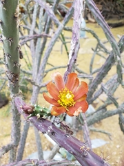 Cylindropuntia thurberi versicolor