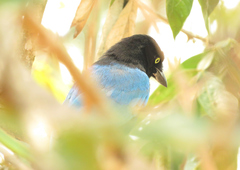 Cyanocorax melanocyaneus