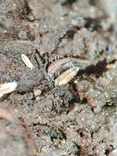 Miktoniscus chavesi