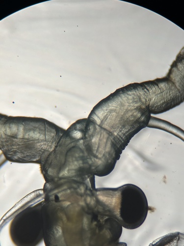 Streptocephalus mackini