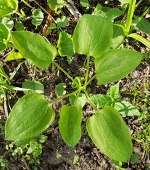 Smilax ecirrhata