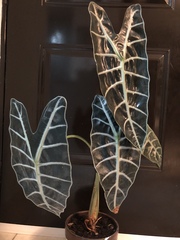 Alocasia amazonica