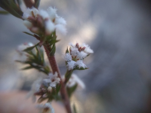 Leucopogon glacialis Lindl.
