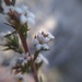 Leucopogon glacialis - Photo (c) grampianshiker, algunos derechos reservados (CC BY-NC)