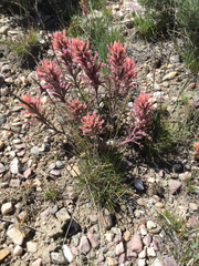 Castilleja angustifolia angustifolia