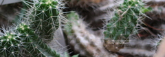 Echinocereus cinerascens
