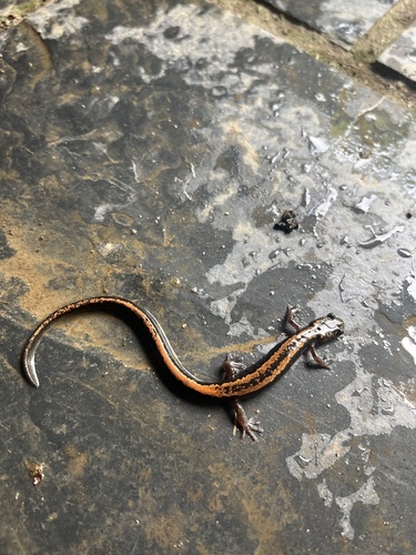 kuldtriip- salamander, Chioglossa lusitanica