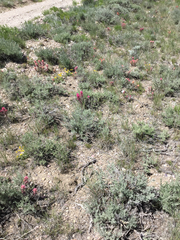 Castilleja angustifolia angustifolia