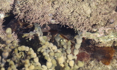 Notolabrus celidotus