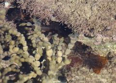 Notolabrus celidotus