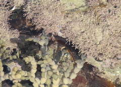 Notolabrus celidotus