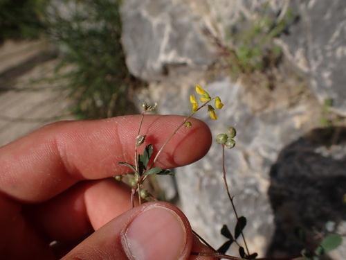 Image of Melilotus neapolitanus by (c) Franck Cabot, some rights reserved (CC BY)
