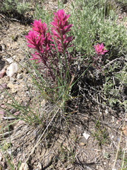 Castilleja angustifolia angustifolia