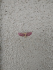 Leptostales laevitaria