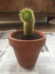 Cleistocactus winteri