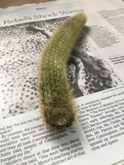 Cleistocactus winteri
