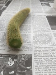 Cleistocactus winteri