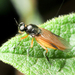 Beris vallata - Photo (c) mick massie, algunos derechos reservados (CC BY-NC), subido por mick massie