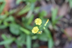 Youngia japonica image