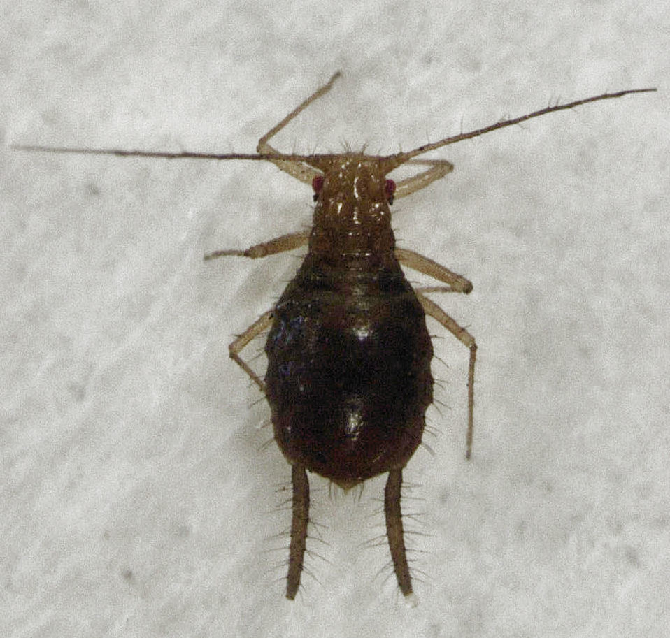 Greenideinae