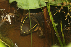 Cuora amboinensis kamaroma