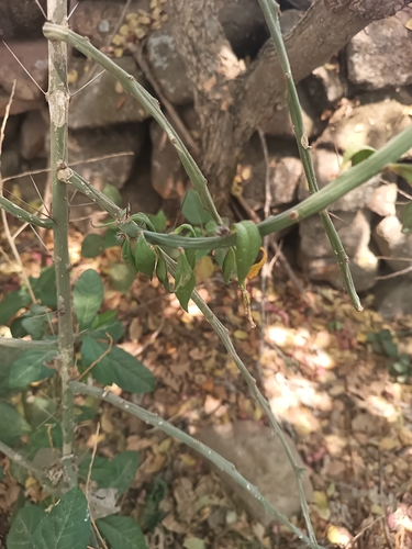 Pereskiopsis diguetii, photograph 6