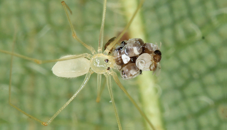 Belisana