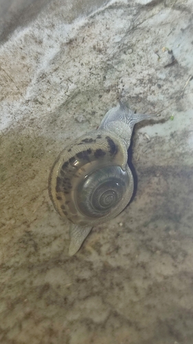Aenigmatoconcha mitis