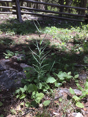 Fritillaria atropurpurea