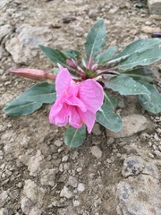 Oenothera cespitosa