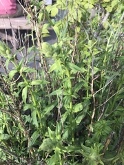 Saponaria officinalis