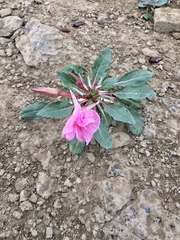 Oenothera cespitosa