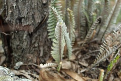 Pleopeltis bombycina