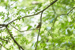 Onychorhynchus coronatus